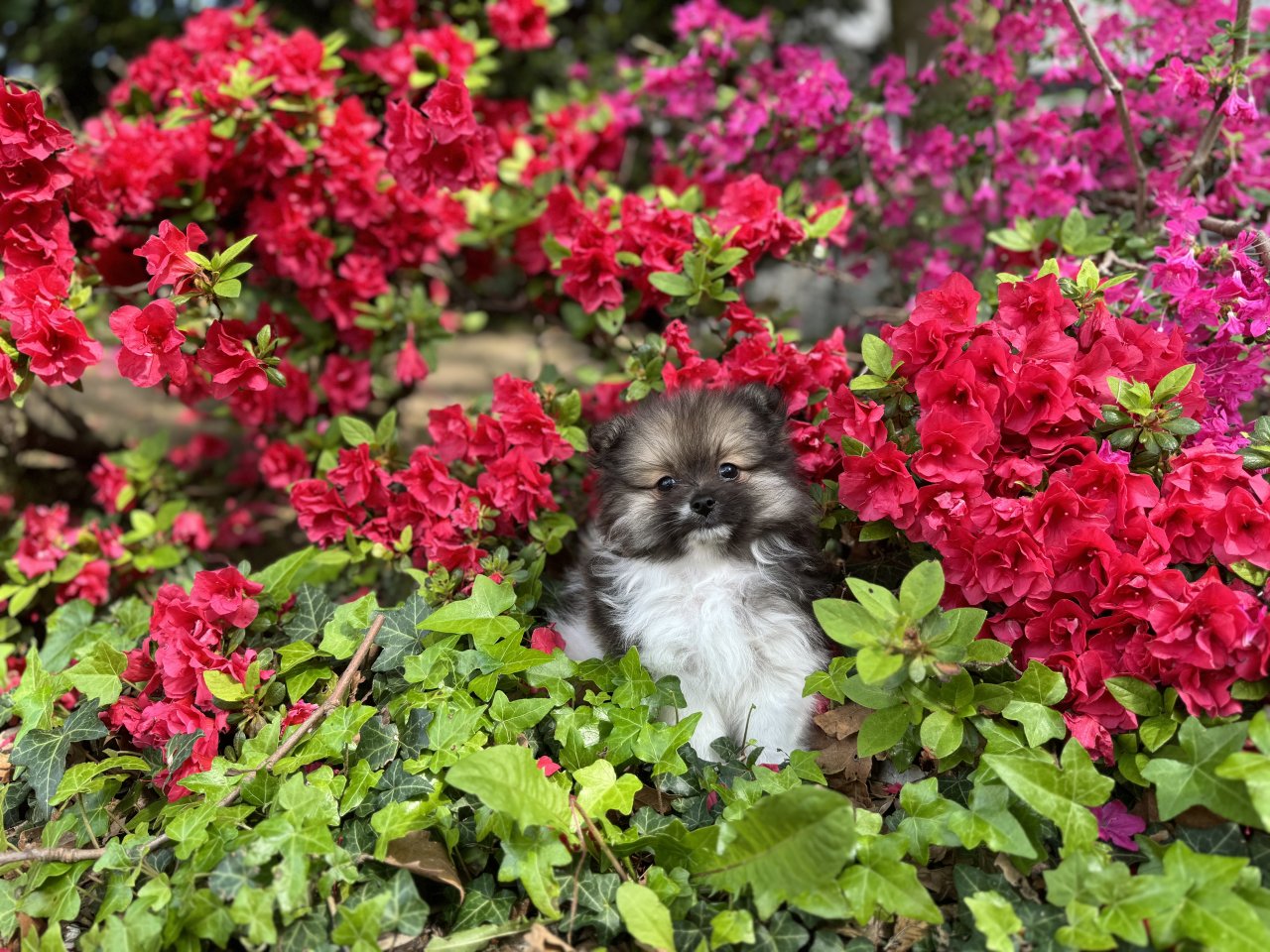 Pomeranian/Zwergspitz reinrassig mit Papieren - Hunde - Bonn