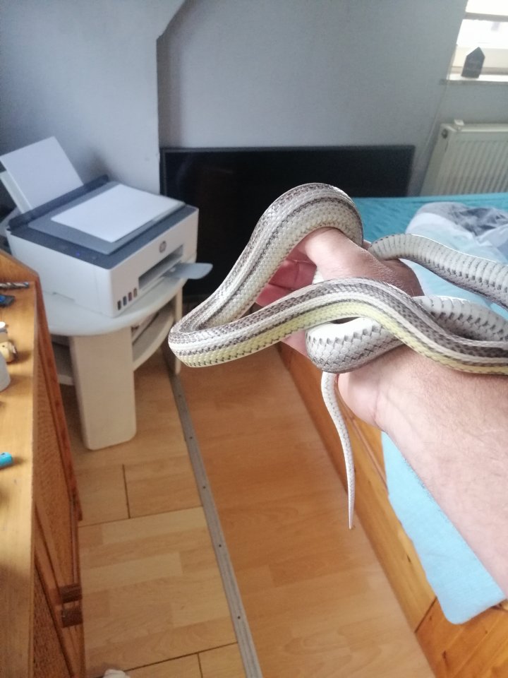 Kornnatter farbmorph gut händelbar - Sonstiges - Leer (Ostfriesland)