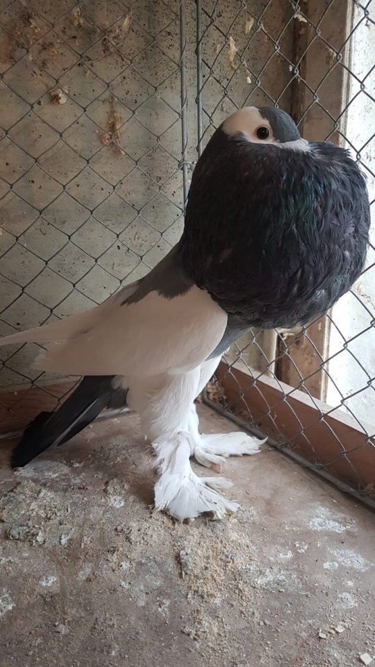 Verkehrtflügelkröpfer blau 1.0 Jahrgang 23 - Tierboersen - Illdorf