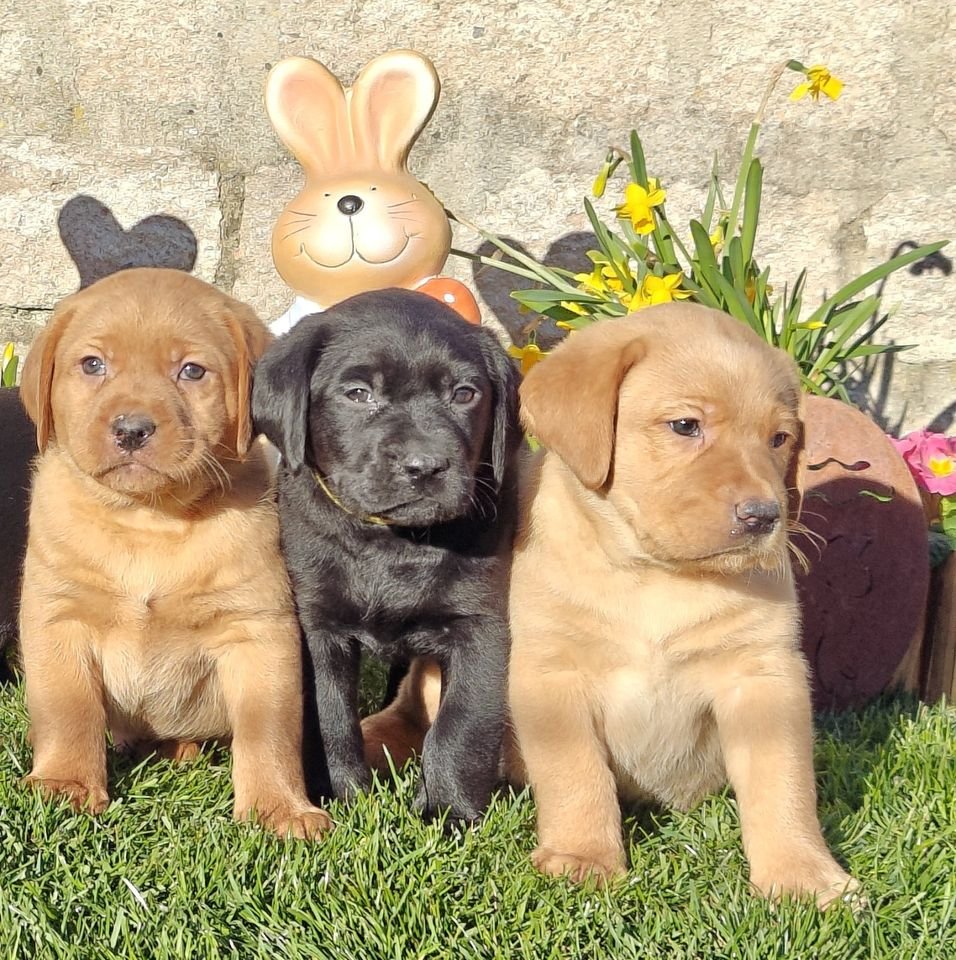 Labrador Welpen in verschiedenen Farben abzugeben - Hunde - Kolpingstrasse 7 97337 Dettelbach