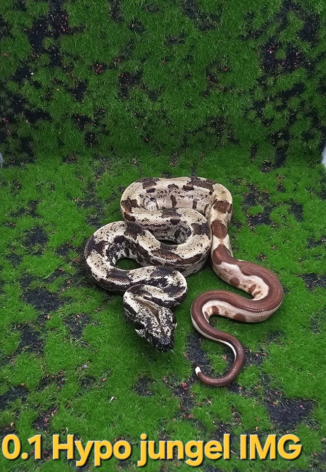 Boa Nachzuchten IMG - Reptilien - Gelsenkirchen