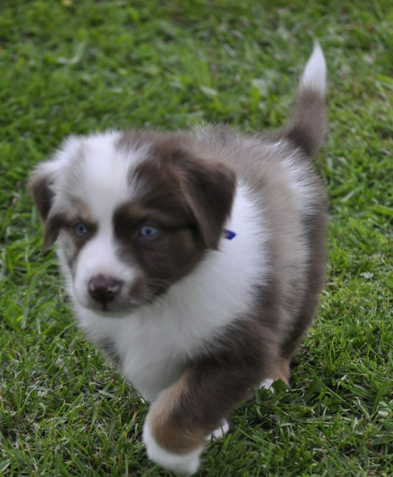 Australian Shepherd Welpen suchen ein liebevolles Zuhause - Hunde - Wanderup