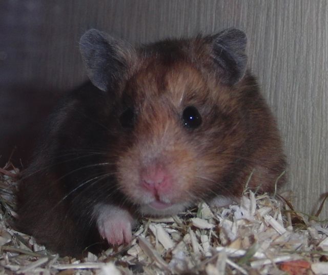 Teddyhamster-Weibchen - Hamster - Dassel