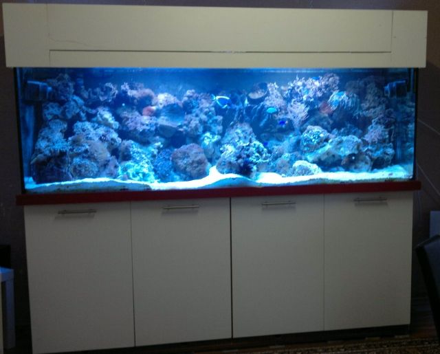 Meerwasseraquarium - Aquarien und Zubehoer - völklingen