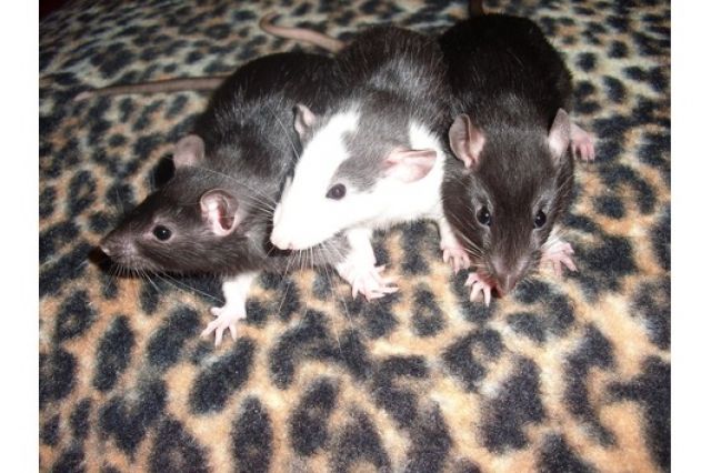 Handzahme Rattenböcke suchen DICH - Ratten - Rotenburg (Wümme)