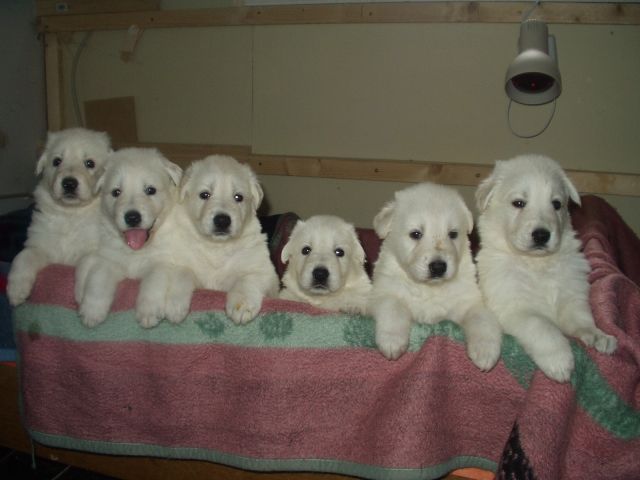 Weißer Schäferhund - Hunde - Valwig
