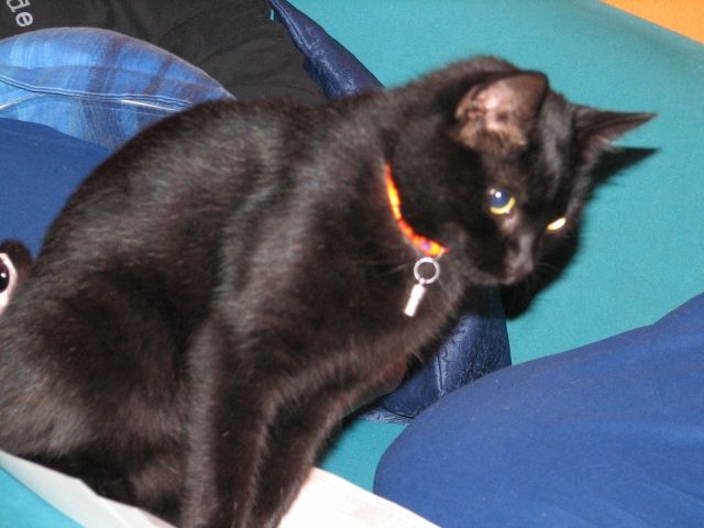 Katze kennenlernen