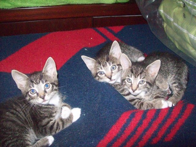 Katzenkinder abzugeben - Katzen - Haseldorf