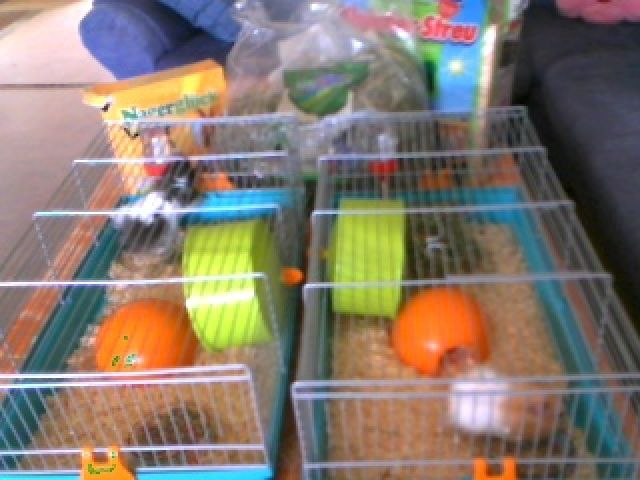 Hamster Zu Verkaufen Hamster Zu Verkaufen