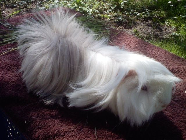 Meerschweinchen - Meerschweinchen - Garrel