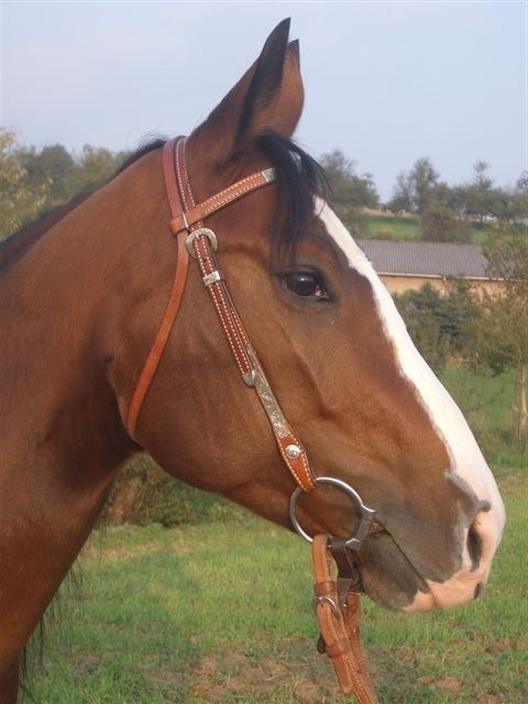 Reitbeteiligung auf Quarter Horse Stute zu vergeben - Reitbeteiligung - Reichartshausen