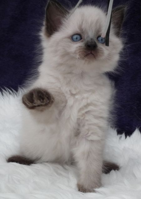 Fuchur from Arctic Shadows - Katzen - Rüsselsheim