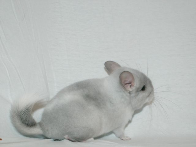 Chinchillas in den Farben Weiß-Violett-Scheck & Standart AVT abzugeben - Nagetiere Allgemein - Hambühren