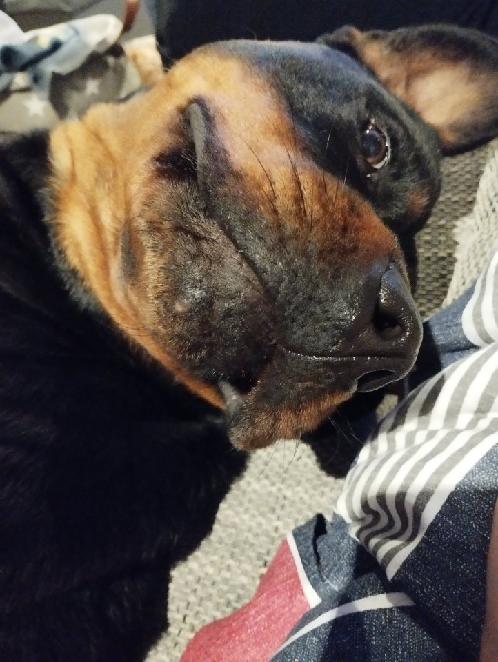 Rottweiler Dame sucht neues Zuhause - Hunde - Wöbbelin