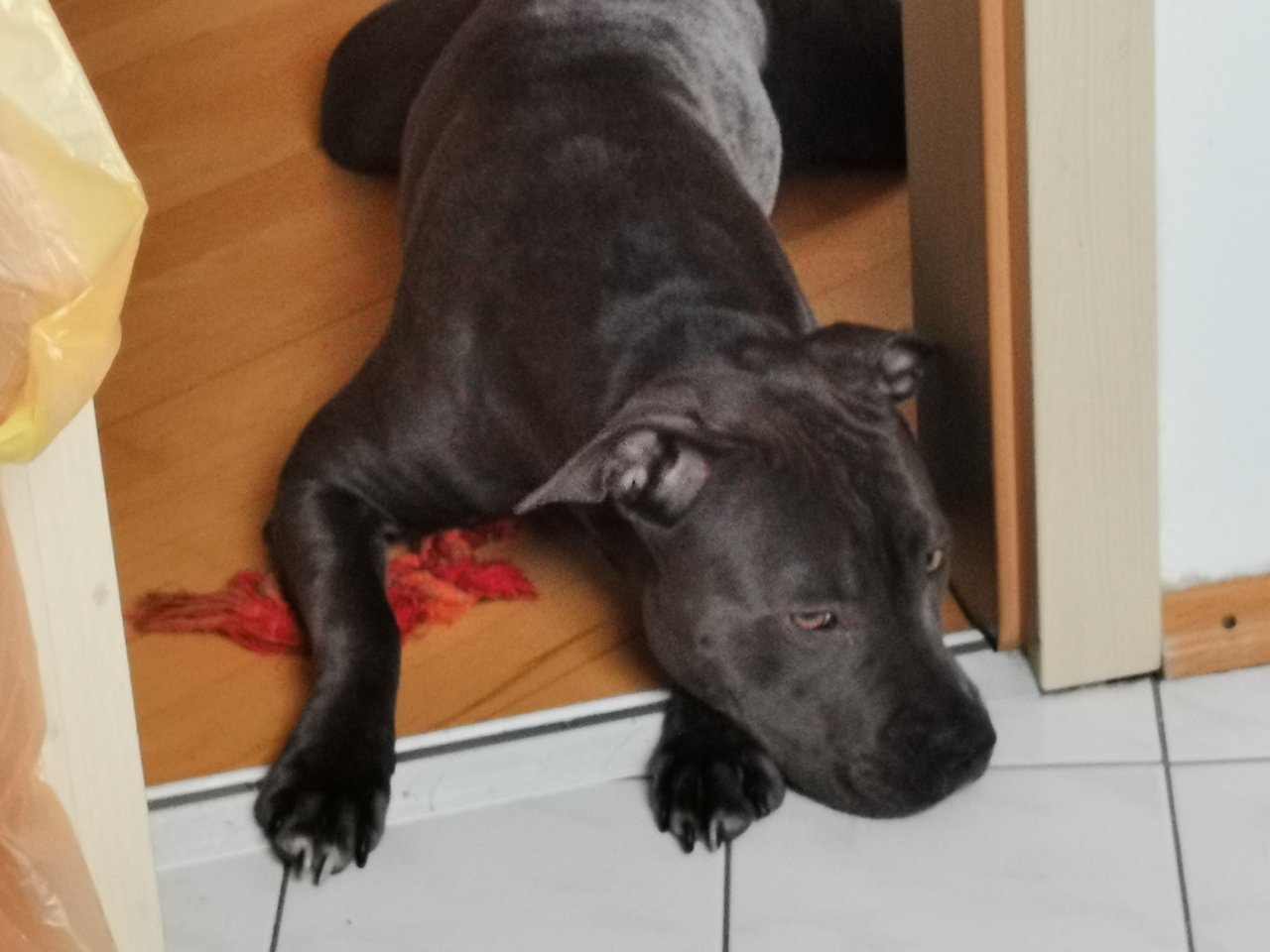 Ganz tolle Familienhündin, American Bully -Mix - Hunde - Germersheim