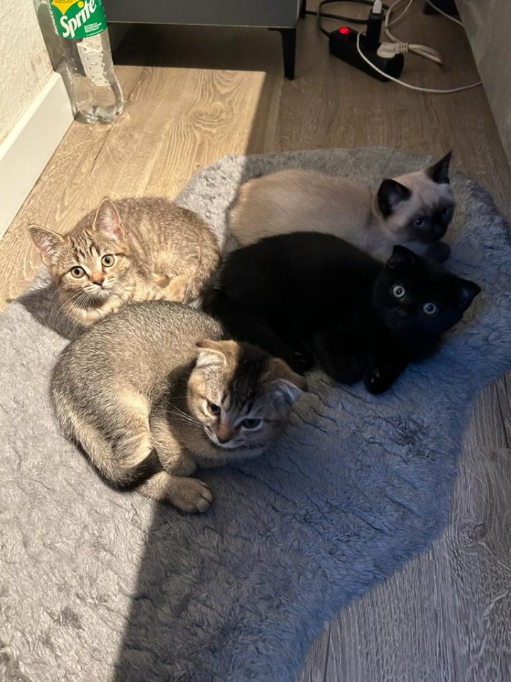 Kitten Abgabebereit  - Katzen - Porta Westfalica 