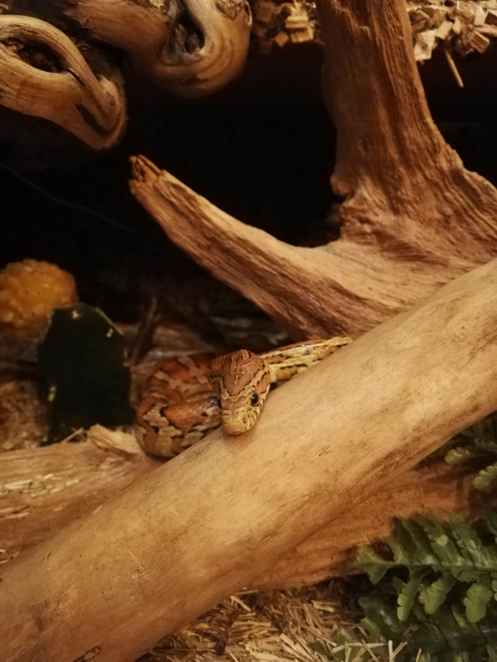 Kornnatter sucht liebes Zuhause - Reptilien - Witten