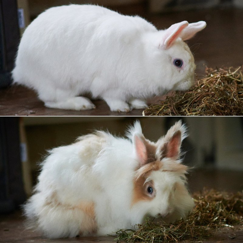 Tusnelda und Hoppel Mo -  weiblich  6 Jahre  Kaninchen - Nagetiere - Lauf an der Pegnitz