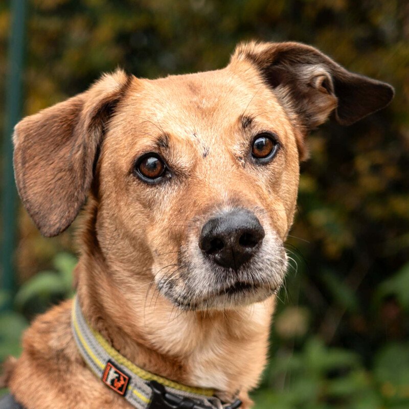 OSANO -  männlich  7 Jahre  52 cm  22 kg  Mix  Gechipt  Kastriert - Hunde - Lauf an der Pegnitz