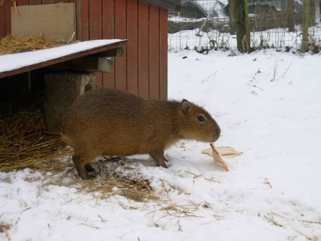 Wasserschwein - Sonst Nagetiere - belgien