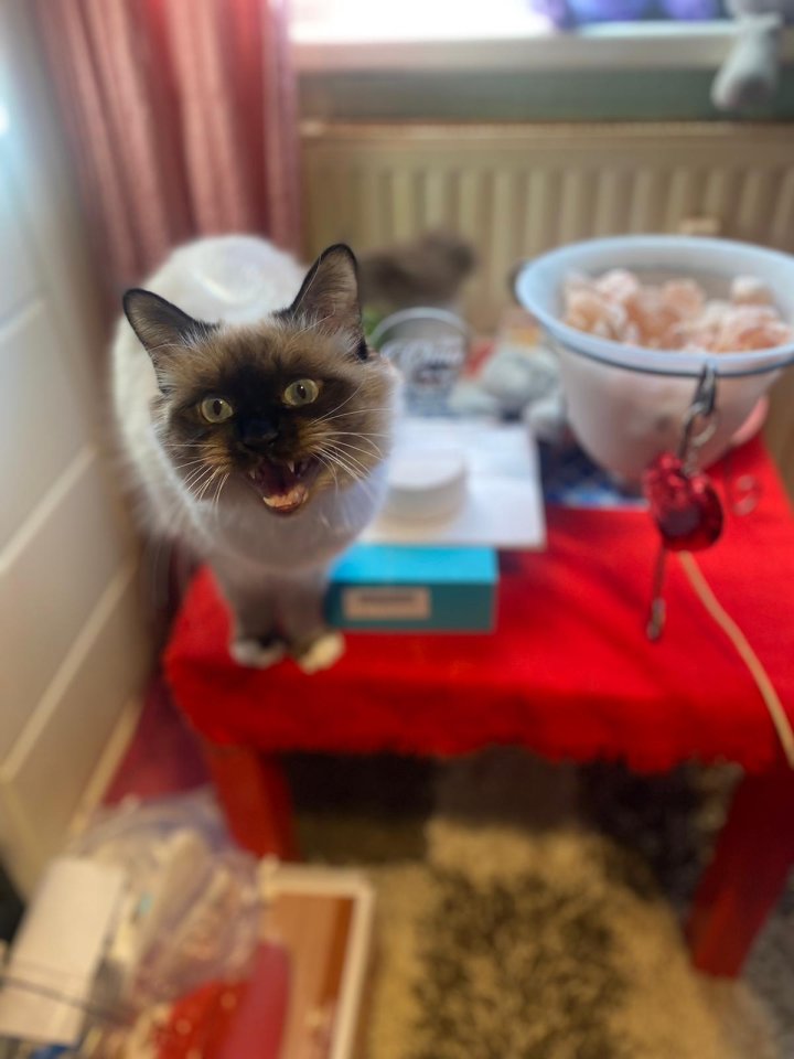 Deckkater heilige birma mit Ahnentafel - Katzen - Kiel 