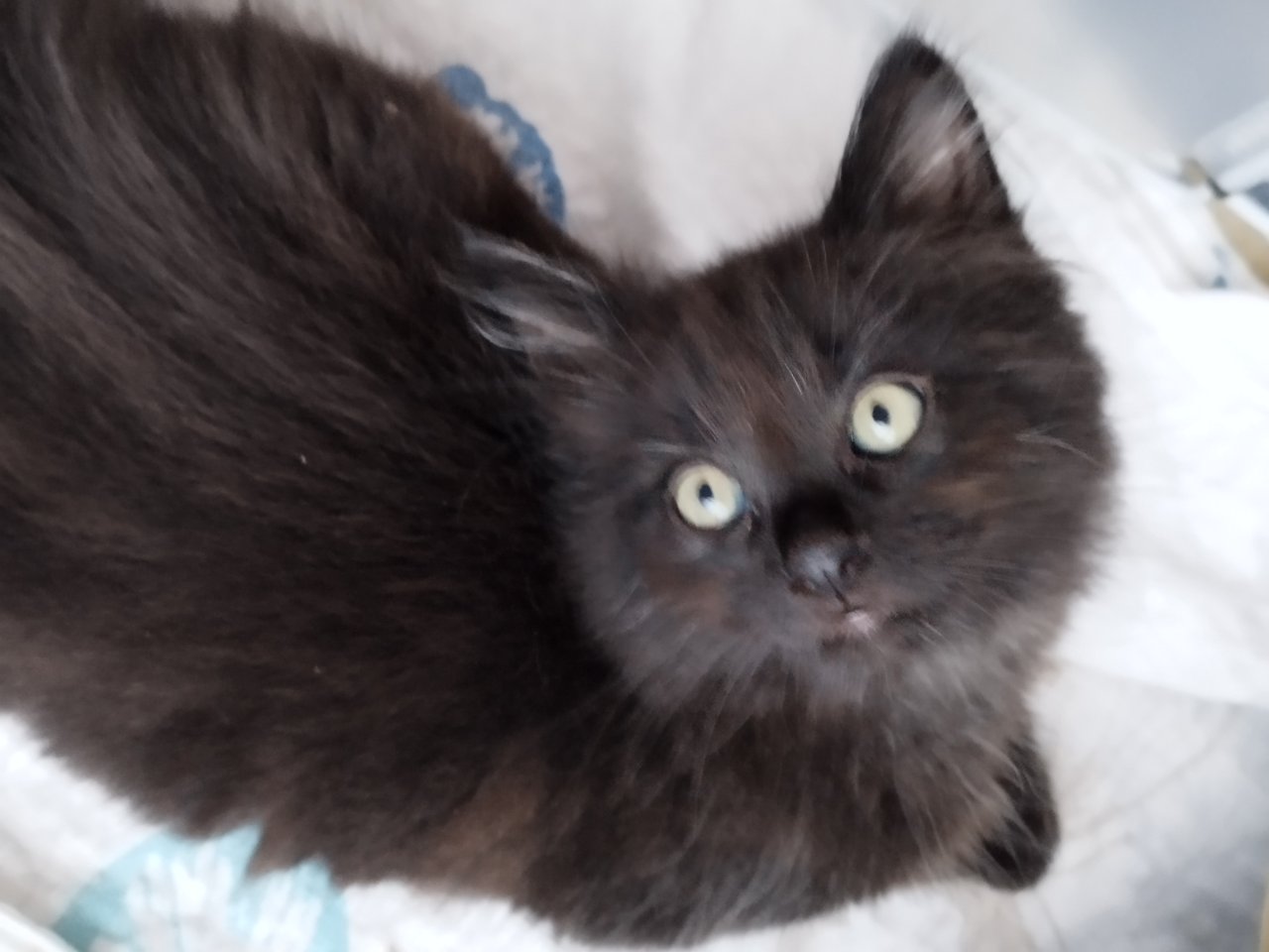Sibirische Katze Waldkatze Katzen Babys - Katzen - Heinsberg