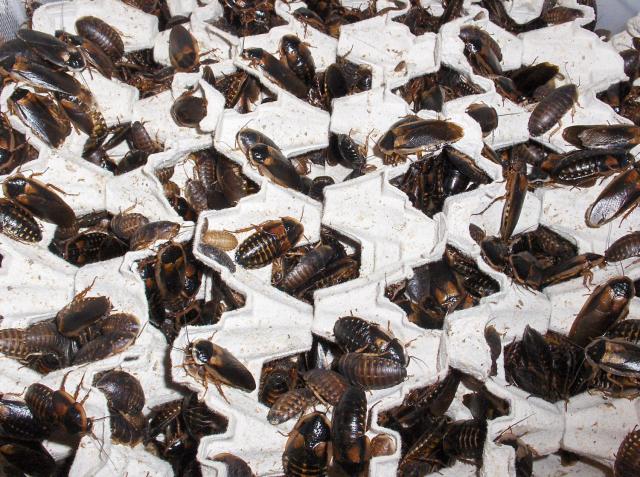 1/2 kg argentinische Waldschaben Mix (Blaptica dubia) 25 EUR - Insekten - Wurzbach