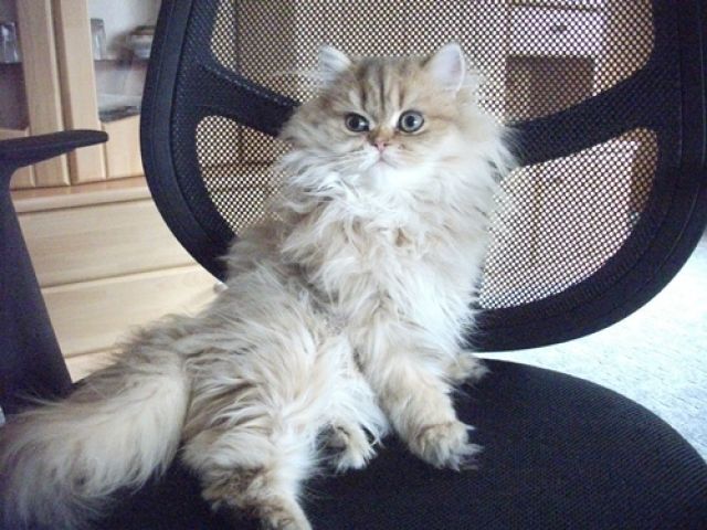 Perser Jungs in golden tabby u shaded suchen dringend ein Zuhause mP - Katzen - Südbrookmerland