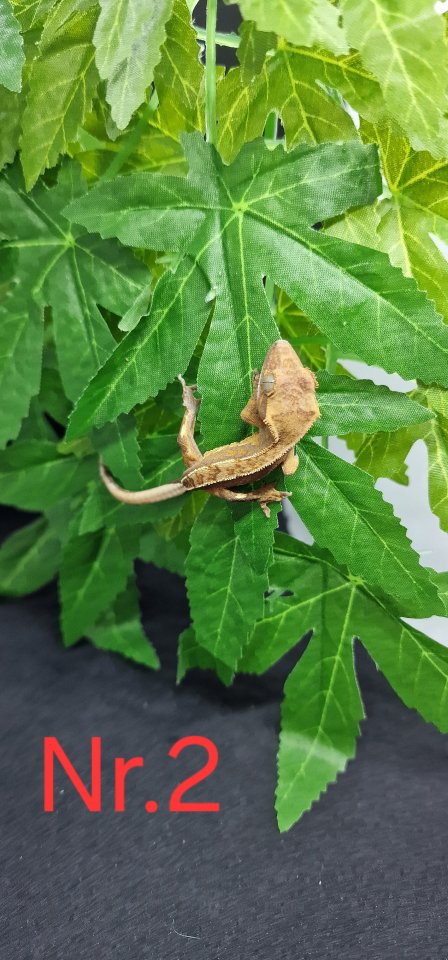 Correlophus ciliatus  Kronengeckos 0.0.12 - Reptilien - Zwönitz