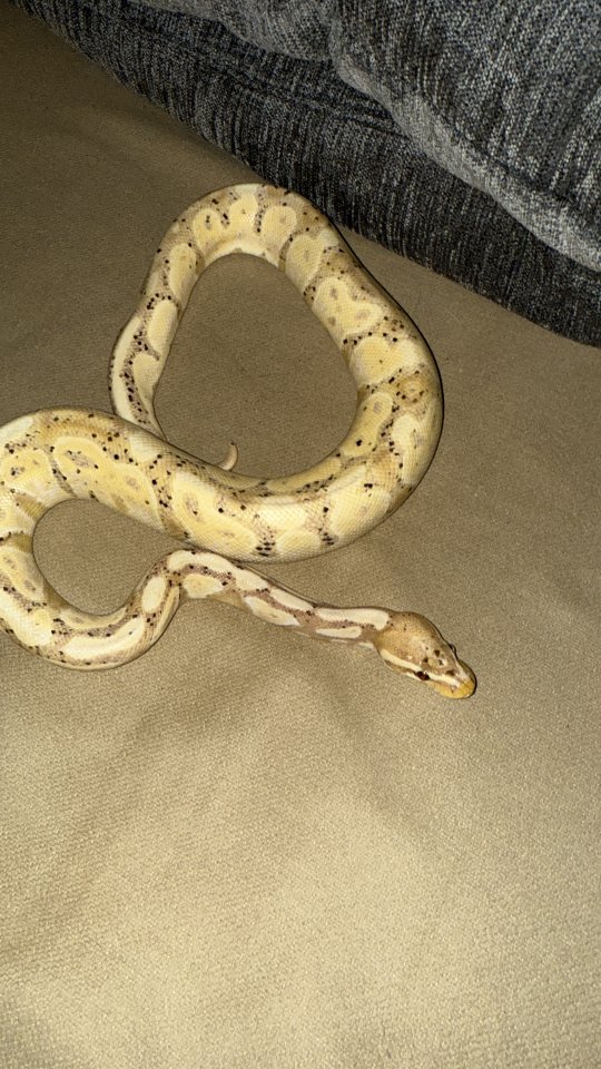 Biete hier eine Königspyton Banana het.Pied 1.0 an - Reptilien - Heiligenhaus 