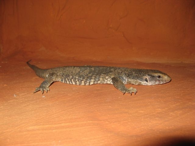 1.1 Steppenwaran (Varanus exanthematicus) ca 35 cm dnz