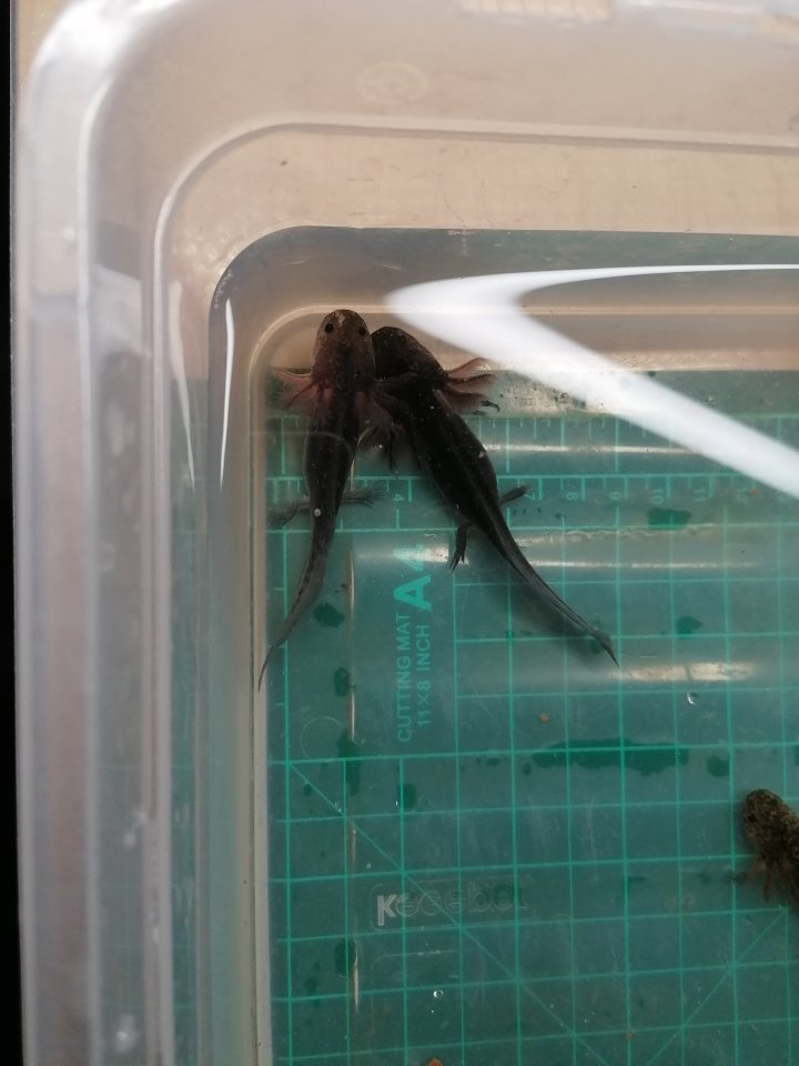 Axolotl Nachwuchs abzugeben - Amphibien - Weimar