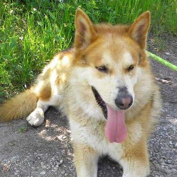 Lucky sucht ein Zuhause - Hunde - Tierheim Slowakei