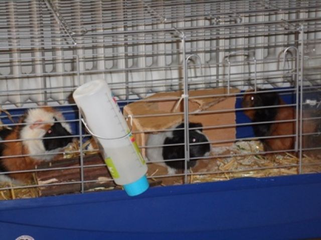 Verschenke drei Meerschweinchen zwischen 1-3Jahre - Meerschweinchen - Egelsbach