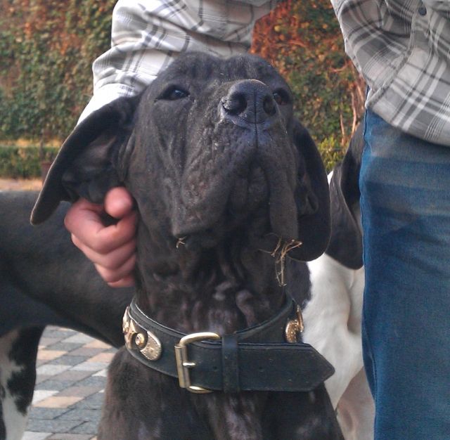 Liebe Doggenhündin sucht neues Zuhause - Hunde - Mittenwalde