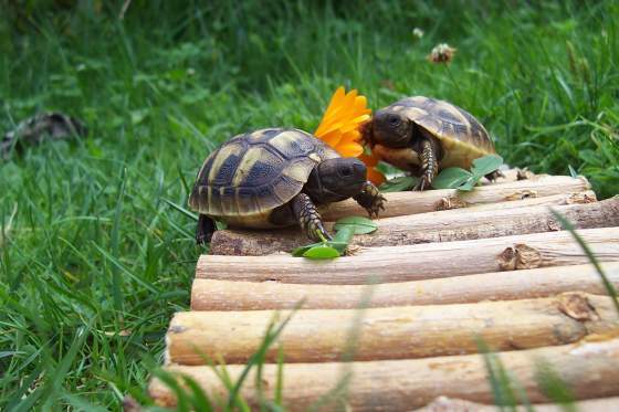 Griechische Landschildkröten - Reptilien - Berlin