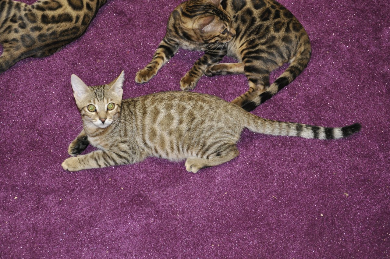 Mix Kater Lezte Kater - Katzen - Bad Schönborn