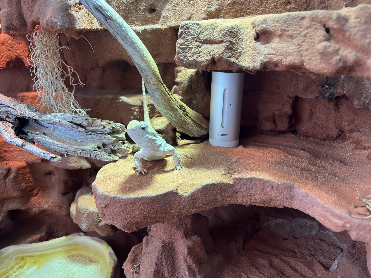 Zwerg-Bartagame mit komplettem Terrarium abzugeben - Reptilien - 13599 Berlin