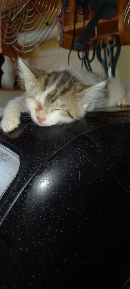 Dosenöffner gesucht - Katzen - Dermbach/Stadtlengsfeld