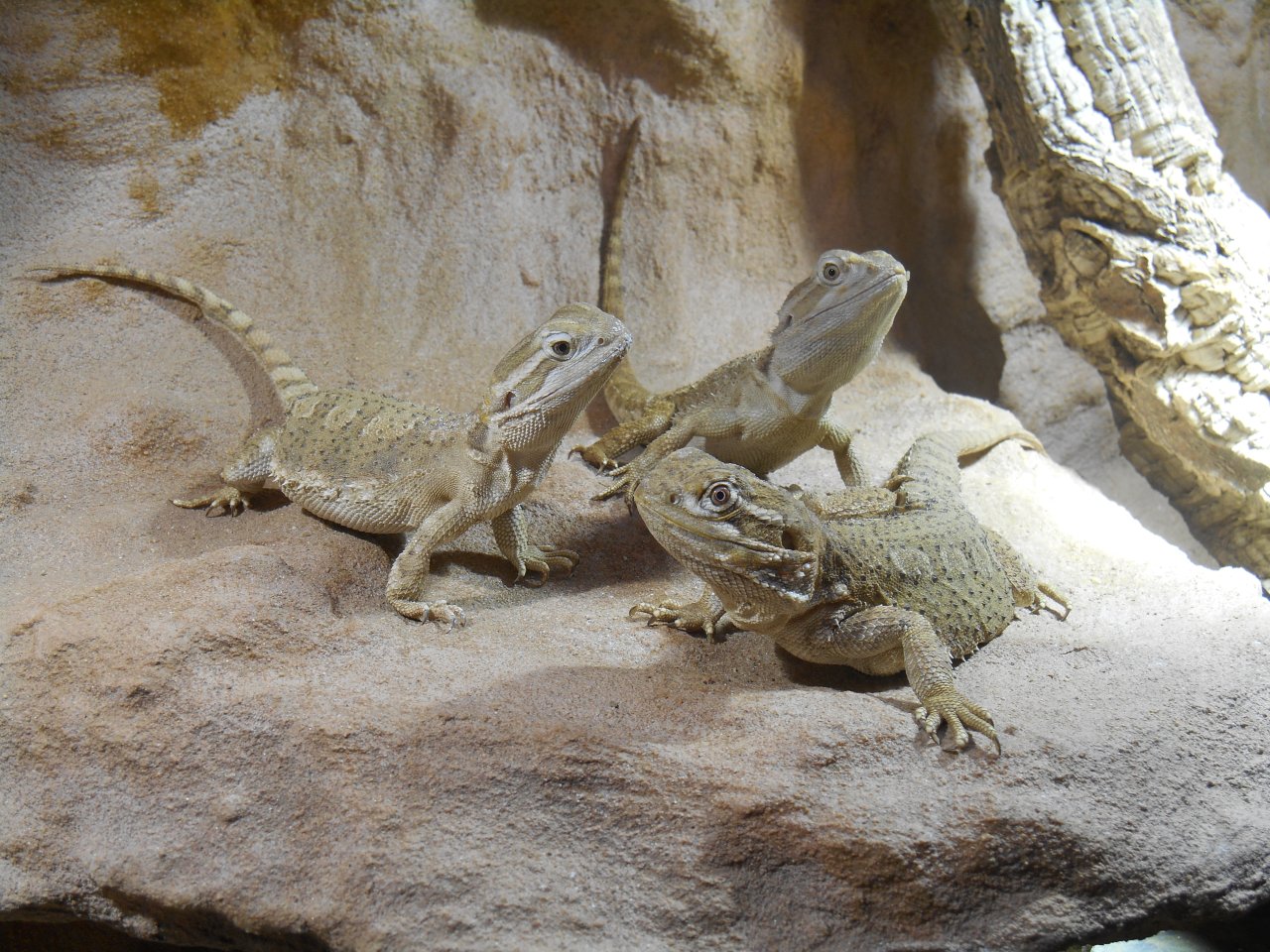 Zuchtgruppe Henrylawsoni - Reptilien - Bochum