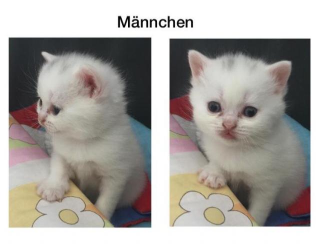 Britisch Kurzhaar Kätzchen  - Katzen - Dinklage 