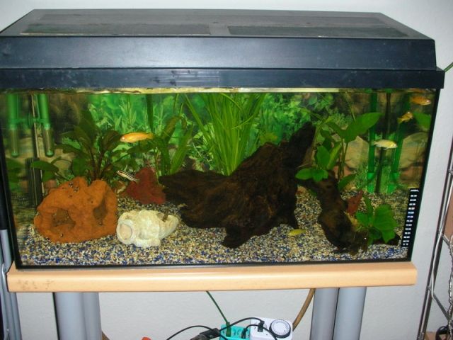 Aquarium - Aquarien und Zubehoer - Neu-Ulm