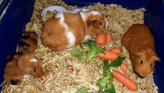Meerschweinchen abzugeben - Meerschweinchen - Neu-Isenburg