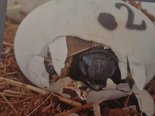 Griechische Landschildkröten  - Reptilien - Bad Zwesten