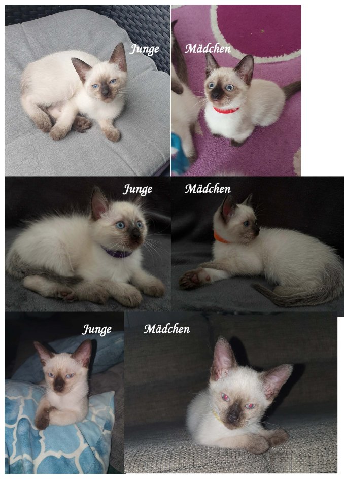 Reinrassige Siam Kitten - Katzen - Arnsberg 