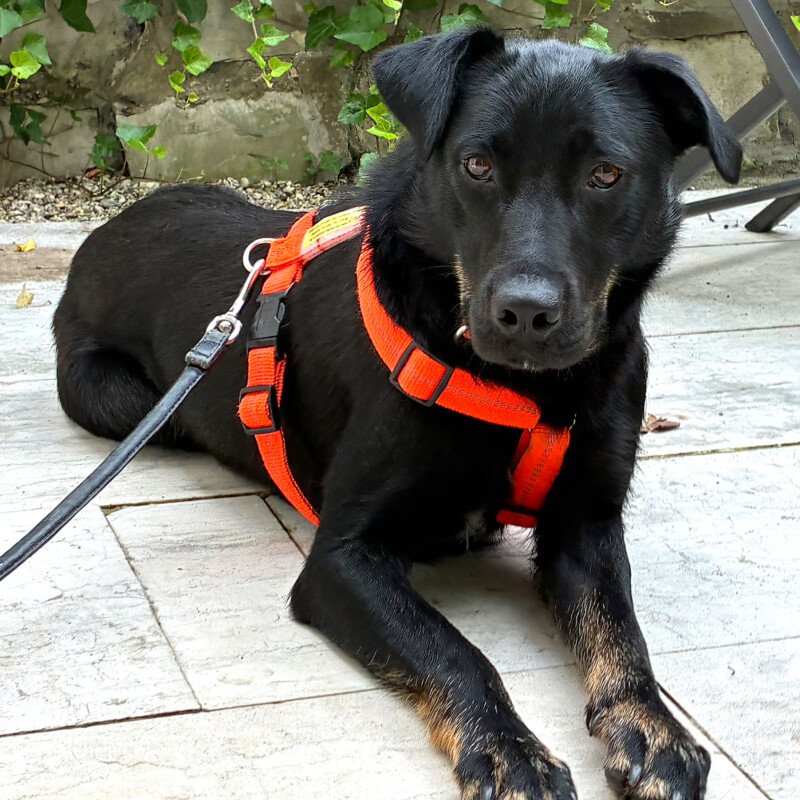 MERIA - weiblich 2 Jahre und 3 Monate 53 cm 19 kg Labrador-Mix Gechipt Kastriert - Hunde - Lauf an der Pegnitz
