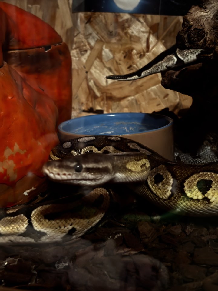 3 Königspythons (ohne Terrarium!) - Reptilien - Breitscheid/ Hochscheid 