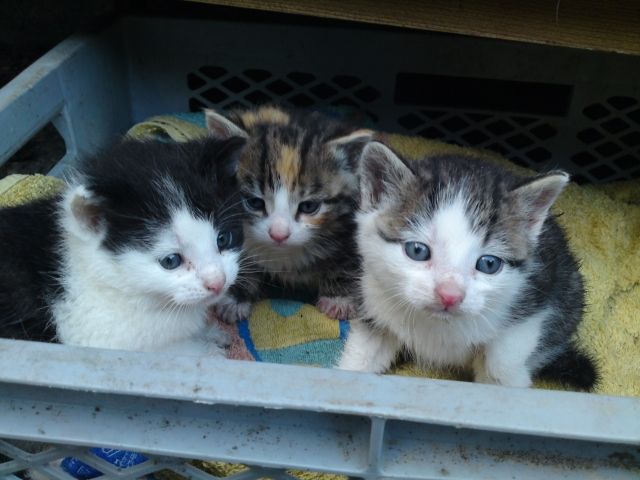 Kitten suchen neuse zu Hause - Katzen - Kleefeld-Ausbau