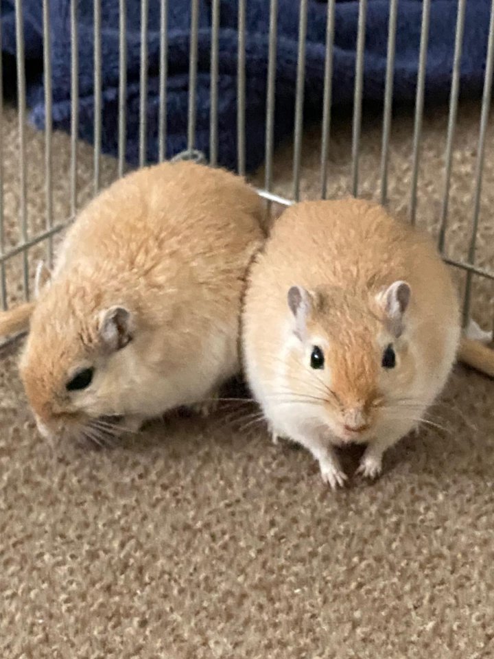 Rennmäuse 2x Männlich oder weiblich - Nagetiere - Düsseldorf