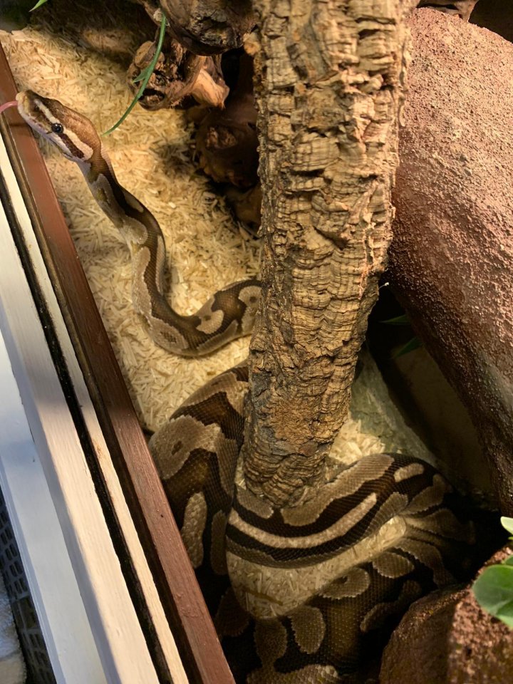 Königspython männlich Augsburg - Reptilien - Augsburg